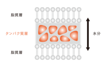 効能の図解