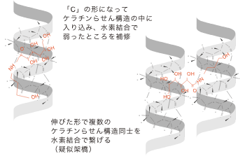 効能の図解